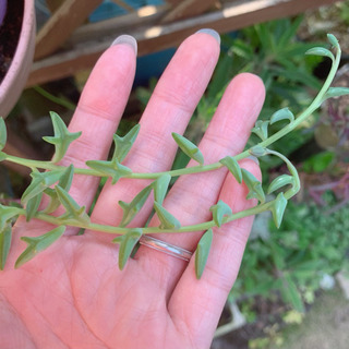 【お値下げしました】多肉植物 ドルフィンネックレス 植物苗