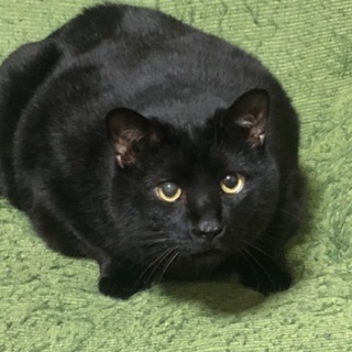 9kg!大きな黒猫ちゃん