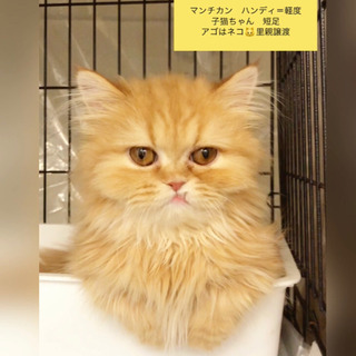 マンチカン　短足　子猫　→→→本文をよくご覧下さいませ。 　アゴはネコ - 渋谷区