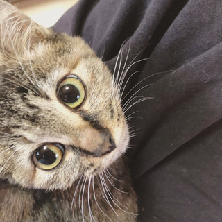 こぐまみたいな可愛い子猫 − 岐阜県