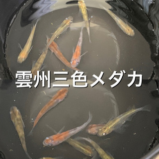 雲州三色メダカ　10匹　稚魚