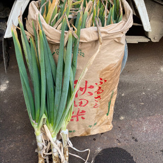 【雪降るまでの期間限定です】土付きねぎ　お米袋お徳用です！