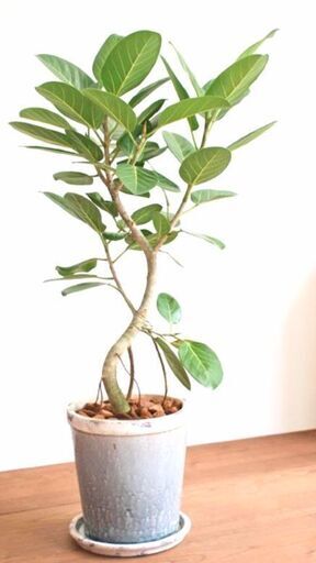 お値下げ最終 フィカスベンガレンシス ミニ観葉植物セット すみれ 淵野辺のその他の中古あげます 譲ります ジモティーで不用品の処分 お値下げ最終 フィカスベンガレンシス ミニ観葉植物セット すみれ 淵野辺のその他の中古あげます 譲ります ジモティーで不用品の処分