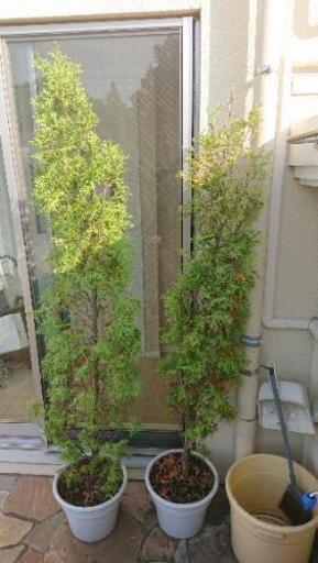 値下げ中 コニファー ゴールドクレスト 鉢植え ゆっこ 自由が丘のその他の中古あげます 譲ります ジモティーで不用品の処分