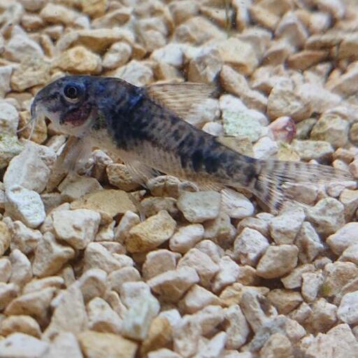 珍しいコリドラス セプテントリオナリス アクアリウム熱帯魚ナマズ ジモティーアクア 枚方市のその他の中古あげます 譲ります ジモティーで不用品の処分 珍しいコリドラス セプテントリオナリス アクアリウム熱帯魚ナマズ ジモティーアクア 枚方市のその他の中古あげます 譲ります ジモティーで不用品の処分