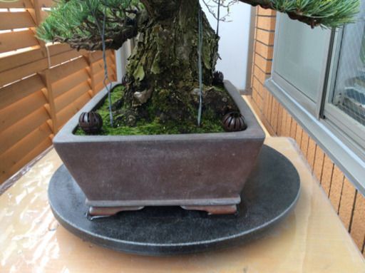 五葉松盆栽