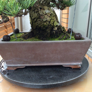 五葉松盆栽