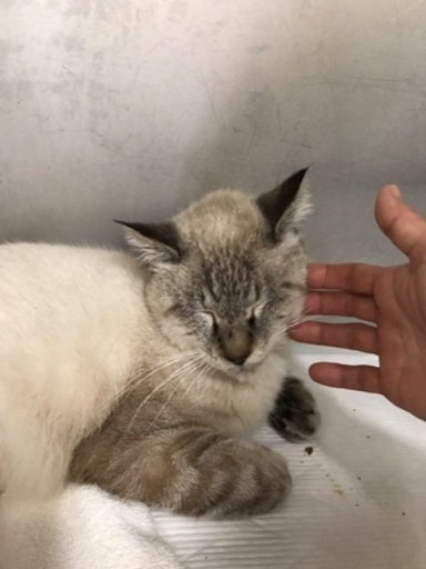 シャムトラの雄猫 Mayuyu Ban 名古屋の猫の里親募集 ジモティー