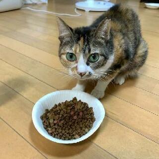 三毛猫の女の子里親さま募集中