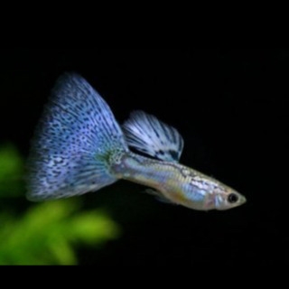 人気の熱帯魚＊ガラスのブルーグラス雄1匹