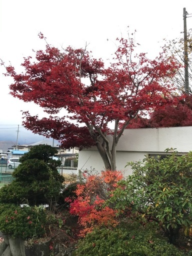 庭木 もみじの木 大 紅葉 直吉 漆山のその他の中古あげます 譲ります ジモティーで不用品の処分 庭木 もみじの木 大 紅葉 直吉 漆山のその他の中古あげます 譲ります ジモティーで不用品の処分