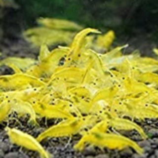 中古イエローシュリンプが無料 格安で買える ジモティー