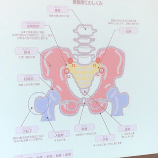 産後の骨盤矯正モニター募集