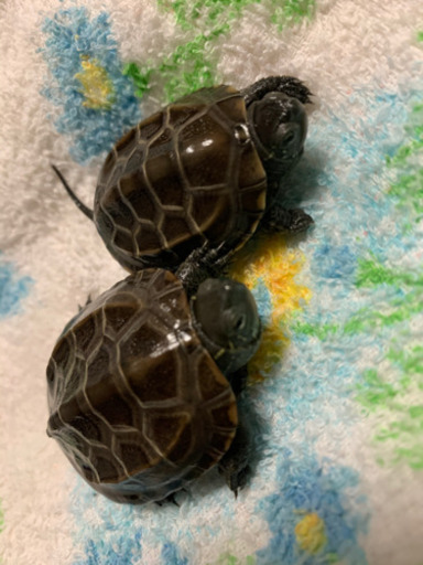クサガメの赤ちゃん里親募集 オクタラ 熊谷のその他の里親募集 ジモティー クサガメの赤ちゃん里親募集 オクタラ 熊谷のその他の里親募集 ジモティー