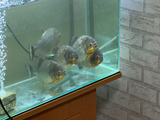 ピラニアナッテリー5匹取りに来ていただける方限定 ハイジ 西宮のその他の中古あげます 譲ります ジモティーで不用品の処分