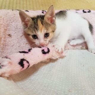 猫風邪完治しましたので里親さん募集します🍀