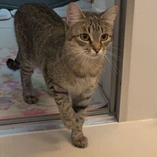 美猫ちゃん１歳３か月