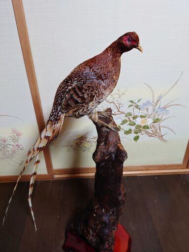 山鳥剥製