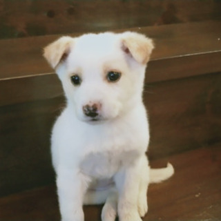 臆病だけど寂しがり屋さんの小さなmix犬 小さな天使club 勝野の犬の里親募集 ジモティー 臆病だけど寂しがり屋さんの小さなmix犬 小さな天使club 勝野の犬の里親募集 ジモティー