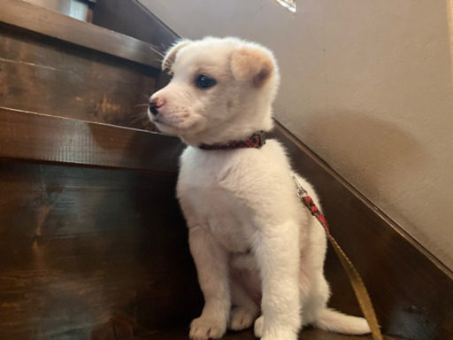 臆病だけど寂しがり屋さんの小さなmix犬 小さな天使club 勝野の犬の里親募集 ジモティー 臆病だけど寂しがり屋さんの小さなmix犬 小さな天使club 勝野の犬の里親募集 ジモティー