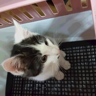 里親様決まりました。ありがとうございました。 - 猫