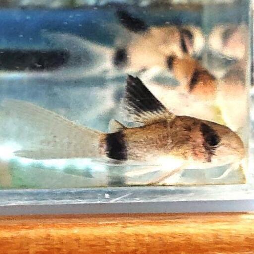 コリドラス ロングフィンパンダ アクアリウム熱帯魚 ジモティーアクア 宮之阪のその他の中古あげます 譲ります ジモティーで不用品の処分