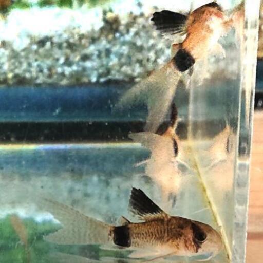 コリドラス ロングフィンパンダ アクアリウム熱帯魚 ジモティーアクア 宮之阪のその他の中古あげます 譲ります ジモティーで不用品の処分