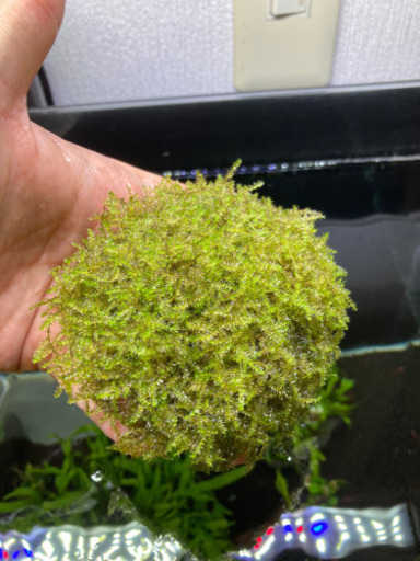 水草 クリスマスモス Tantan 浦添前田のその他の中古あげます 譲ります ジモティーで不用品の処分