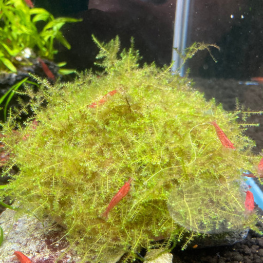 水草 クリスマスモス Tantan 浦添前田のその他の中古あげます 譲ります ジモティーで不用品の処分