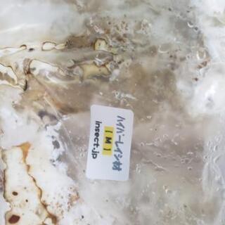 赤レギウス爆産セット トリオ+産卵木