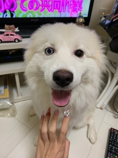 ハスキーミックス まりも 上福岡のその他の里親募集 ジモティー ハスキーミックス まりも 上福岡のその他の里親募集 ジモティー