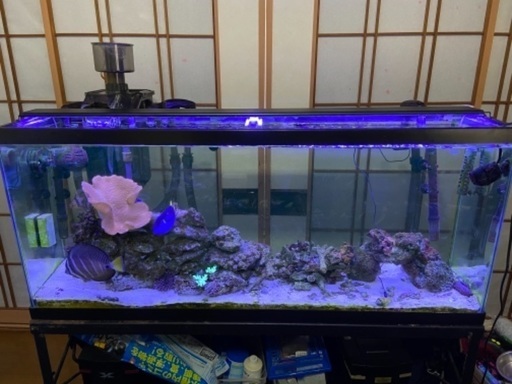 海水魚122㌢水槽セット