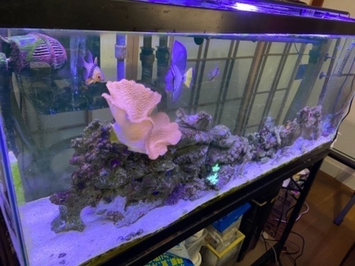 海水魚122㌢水槽セット