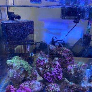 海水魚60㌢水槽セット