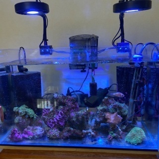 海水魚60㌢水槽セット