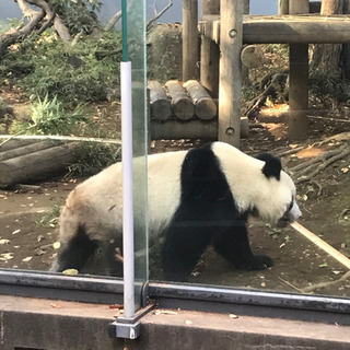 12月5日（土）上野動物園 パンダのシャンシャンに会いましょう(^^♪