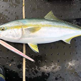 釣り友募集です。