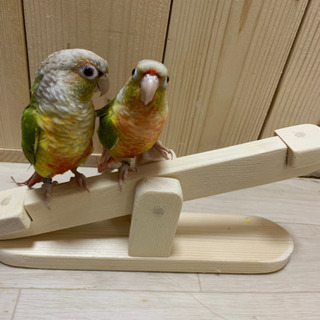 鳥さんのおもちゃ　シーソー(木製)
