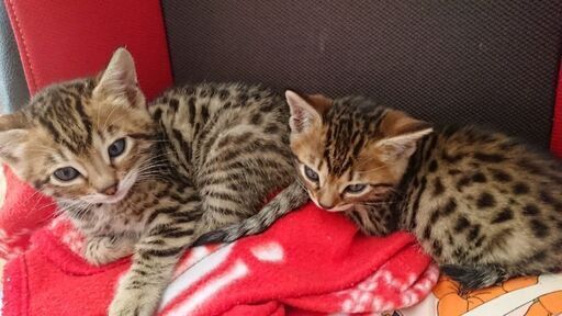 変わった柄と白猫 生後２ヶ月 バンリーナ 岡山の猫の里親募集 ジモティー