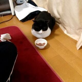 怪我で両目が見えない猫を保護しています里親募集