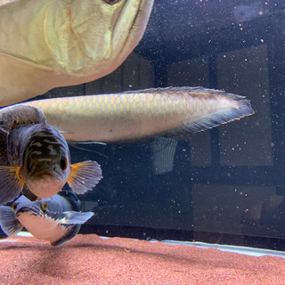 大型熱帯魚、アロワナ、ポリプ、トーマン 大型熱帯魚、アロワナ、ポリプ、トーマン