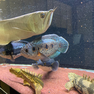 大型熱帯魚、アロワナ、ポリプ、トーマン 大型熱帯魚、アロワナ、ポリプ、トーマン