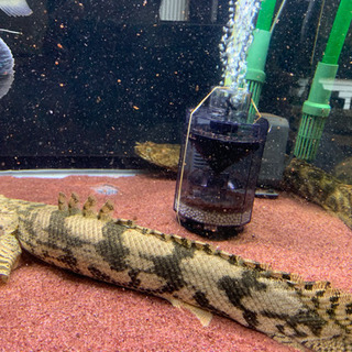 大型熱帯魚、アロワナ、ポリプ、トーマン