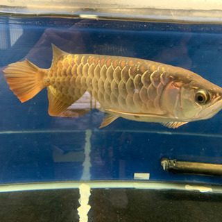 大型熱帯魚、アロワナ、foreverファームの過背金龍