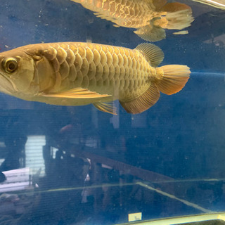大型熱帯魚、アロワナ、foreverファームの過背金龍
