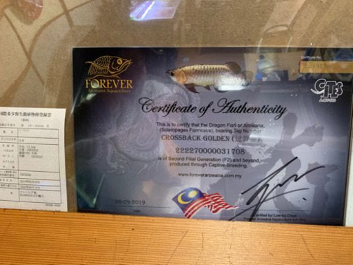 大型熱帯魚、アロワナ、foreverファームの過背金龍