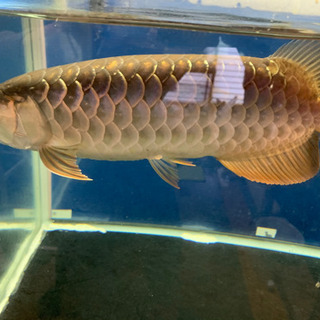 大型熱帯魚、アロワナ、foreverファームの過背金龍