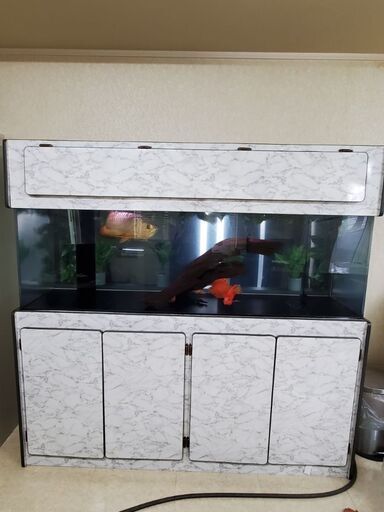完売 大型水槽 60✖️60✖️1800