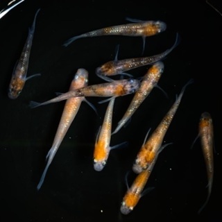 メダカ（三色ラメヒレ長選別済み個体）3ペア＋おまけ4匹