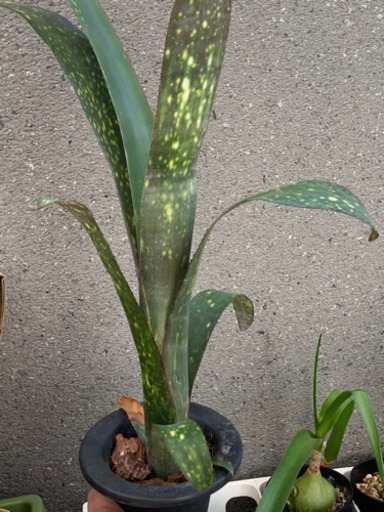 ビルベルギアタンクブロメリア植物 Taka 武蔵浦和のその他の中古あげます 譲ります ジモティーで不用品の処分 ビルベルギアタンクブロメリア植物 Taka 武蔵浦和のその他の中古あげます 譲ります ジモティーで不用品の処分
